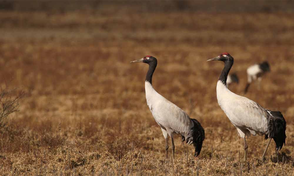 Namgay Adventure Travels- Black Necked Cranes 